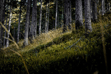 Sonnenbeschienener Nadelwald mit Graslichtung in alpiner Landschaft