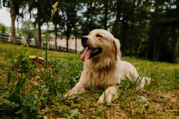 Golden retriever dog sitting on green summer grass in outdoor park scene