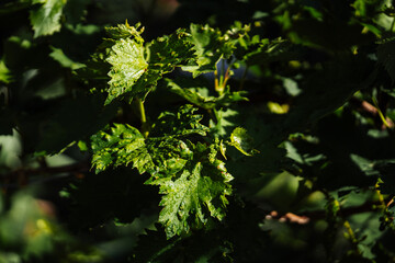 Grapevine Leaf with Fungal Disease Spots on Green Background