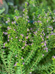 Macro shot of a Cuphea twig with vivid purple flowers and green leaves, isolated on natural blurred background. Perfect for nature themes, eco-friendly design, and botanical projects