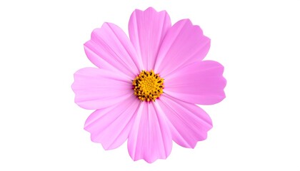 Close-up of a vibrant pink cosmos flower