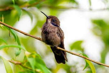Brown Violetear