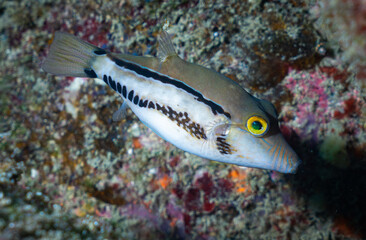 Sharpnose puffer fish in Ilha Grande, Rio de Janeiro, Brazil