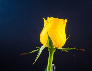 Close-up of a vibrant yellow rose bud