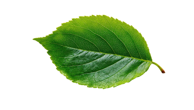 Close-up of a vibrant green leaf, sharply outlined against a black background.  The leaf is oval-shaped with a slightly serrated edge.  Veins are visible across the surface, suggesting a healthy plant