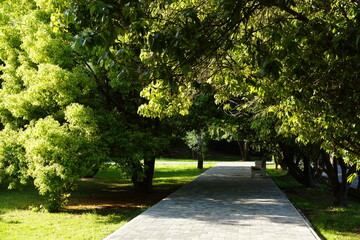 path in the park