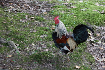 rooster in the field