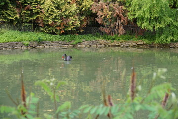 ducks on the lake