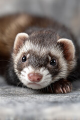 Fototapeta premium Front view of an adorable ferret lying on a grey patterned floor in a house.