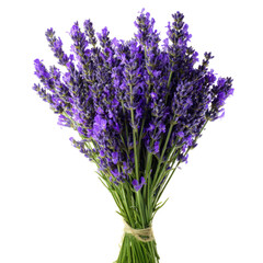 Fototapeta premium Bouquet of Fresh Blooming Lavender Flowers with Green Leaves on Transparent Background
