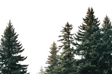 Close-up of dense evergreen forest canopy.  Dark silhouettes of trees.  Soft lighting, muted colors