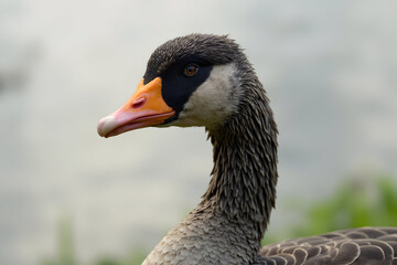 Obraz premium Goose Looking Sideways in Natural Outdoor Setting