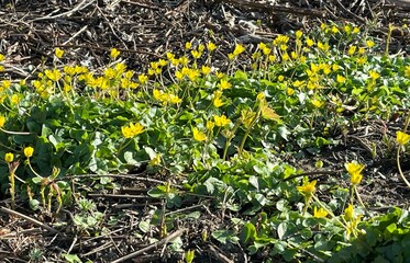 Creeping jenny spreads on the ground in spring