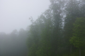 morning in the forest