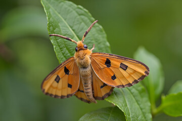 Obraz premium Orange Moth Resting on Green Leaf in Nature