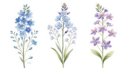 Delicate watercolor illustrations of three tall blue and purple delphinium flower stalks