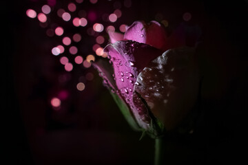 Obraz premium Romantic Pink Rose with Water Droplets and Bokeh Lights