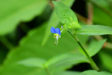 涼しげなツユクサ