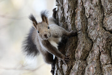 早春のエゾリスとご対面