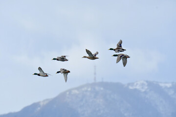 函館山をバックに飛ぶ冬のマガモ