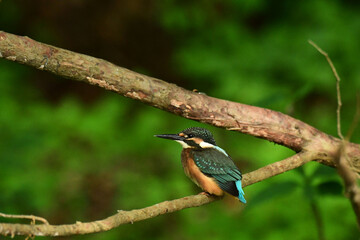 初夏のカワセミ