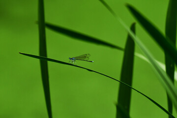 夏の水辺のモノサシトンボ © mayudama