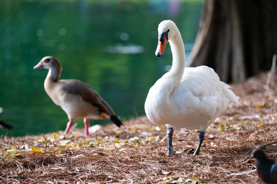A graceful white swan stands near a serene lake in Lake Eola, Florida, surrounded by pine needles and cypress trees on a bright, peaceful day.