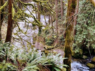 Fototapeta premium Spring water rushing flow in Whatcom Creek in the old growth forest