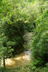 Obraz premium stream in the forest