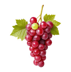 Fototapeta premium A vibrant bunch of fresh red grapes with green leaves and a single unique green berry standing out, Isolated on Transparent and White Background