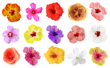 Fototapeta premium Different hibiscus flowers isolated on white, set