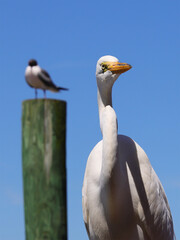 Egret in foreground against deep blue sky. 
