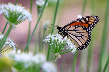 Monach butterfly pollinating on white flowers. 
