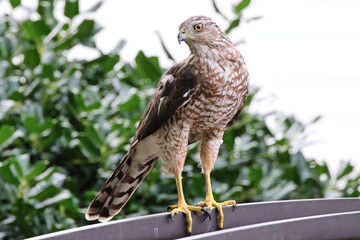 Red shouldered cooper hawk perched looking for prey. 