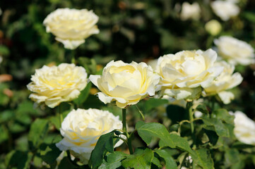 light yellow roses in the garden


