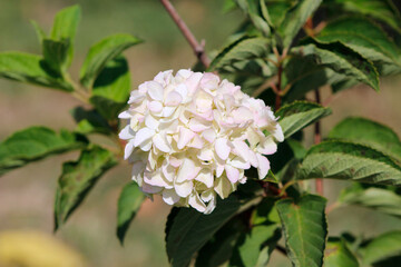 white flowers hydrangea close up

