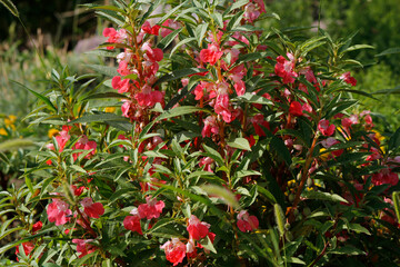 balsam flowers in the garden

