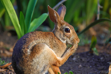Cute bunny rabbit cottontail licking foot closeup in grassy field and eating apples. 