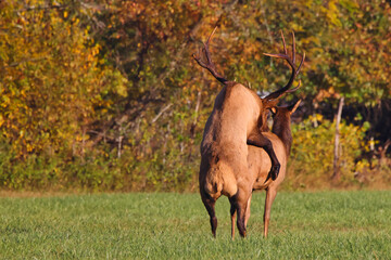 Bull elk in habit fighting for dominance. 