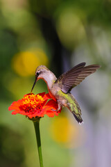 Ruby throated hummingbird perched on colorful Zinnia. 