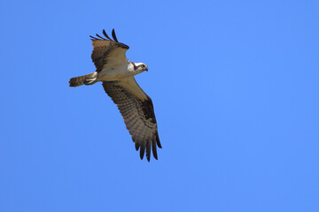 Osprey soaring inflight against blue sky searching for prey. 