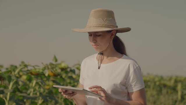 farmer with tablet his hand work field sunflowers, sunflower oil production, small business, farm with growing yellow flowers with seeds, farming agribusiness, beautiful sunflower natural plantation.