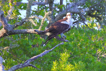 Osprey perched above lake searching for prey. 