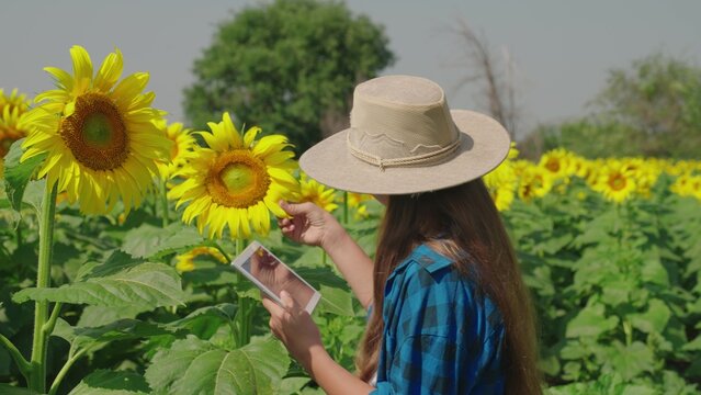 farmer with digital tablet works field with beautiful yellow sunflowers. growing sunflower seeds summer farm. blooming crop agribusiness vegetation. farming ecology. businessman industry agriculture
