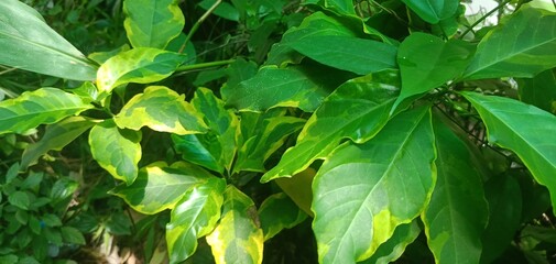 green leaves in the rain