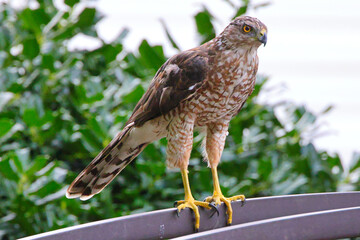 Red shouldered cooper hawk perched looking for prey. 
