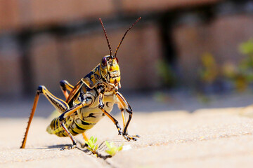 grasshopper on a yellow background