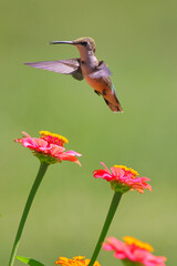 Ruby throated hummingbird, pollenating among Zeniah flowers. 