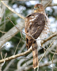 Red shouldered cooper hawk perched looking for prey. 