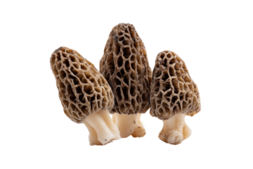 Three wild mushrooms, dark brown caps,  creamy-white stems